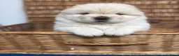 Chow Chow dogs for sale: DWKC CHOW CHOW MALE PUPS  - Advert 6