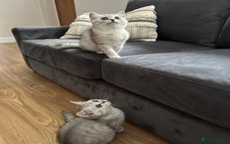 British Shorthair cats for sale: Beautiful British Shorthair Girls - Image 5
