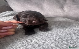 Cockapoo dogs for sale: Cockerpoos  - Image 7