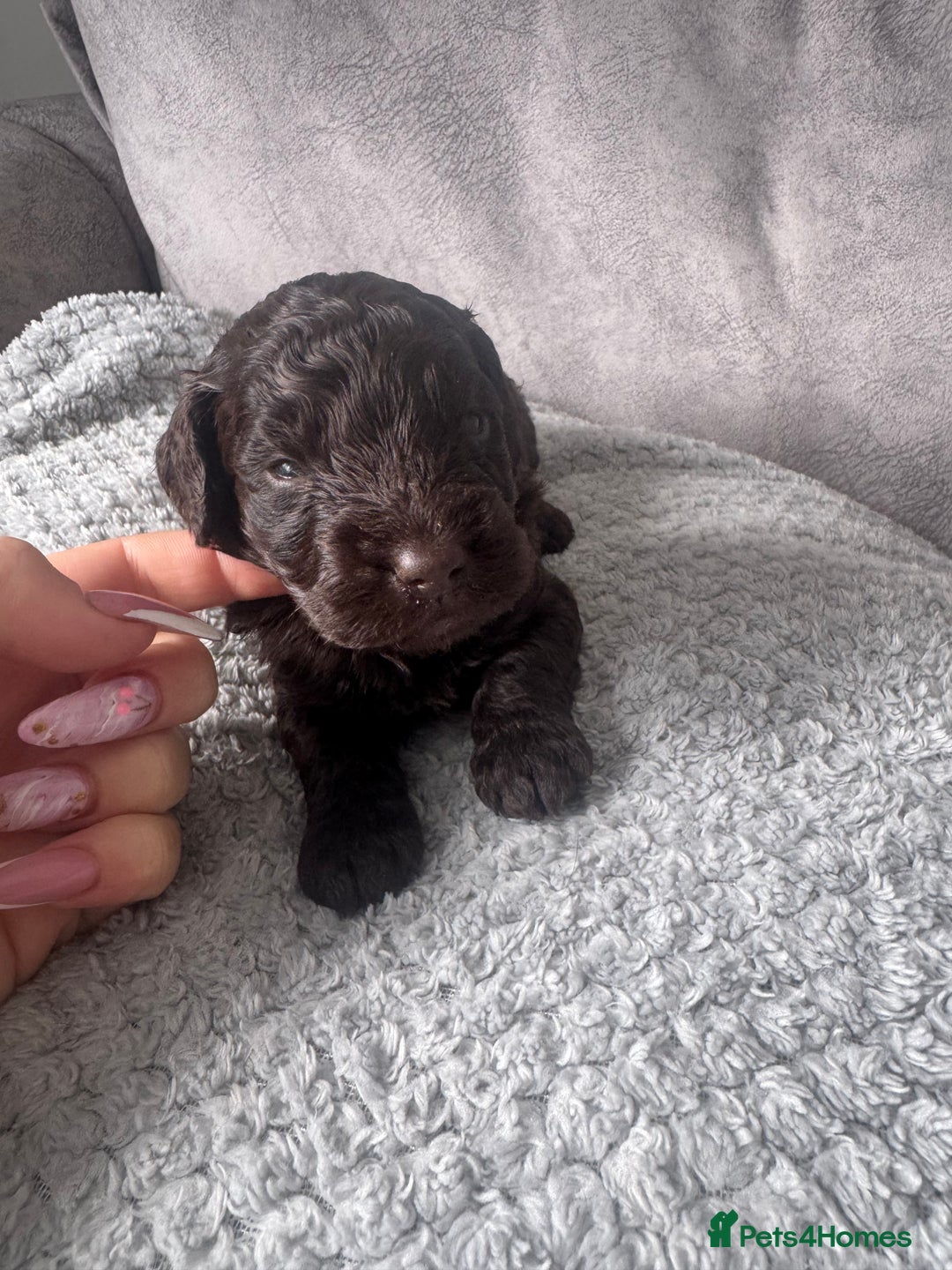 Cockapoo dogs for sale: Cockerpoos  - Image 7