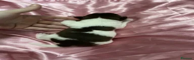 Chihuahua 3