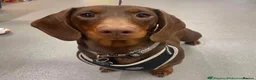 Dachshund dogs for sale: Chocolate and tan dachshund puppies ready 8wks + - Advert 2