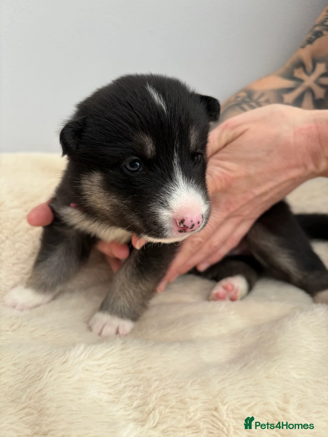 Shepsky dogs for sale: STUNNING SHEPSKY PUPPIES! - Advert 8