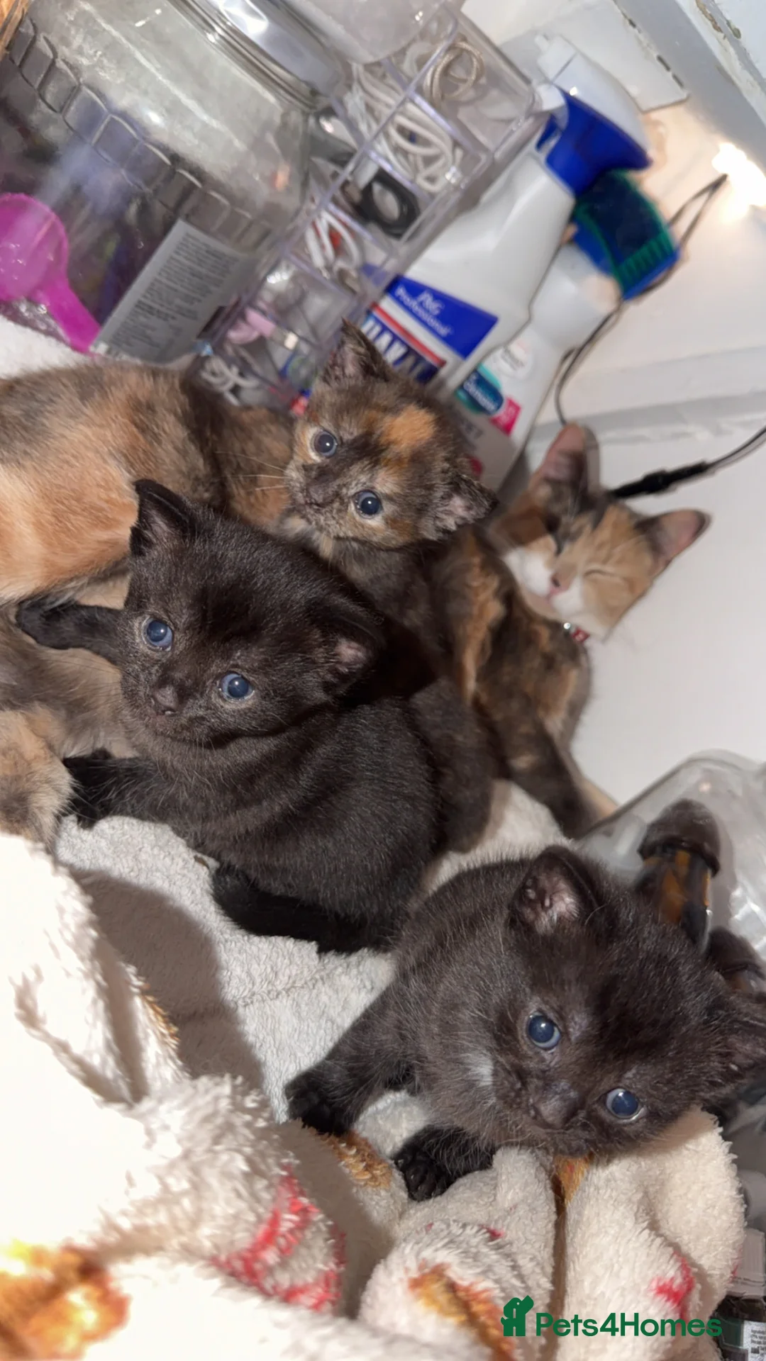 Mixed Breed cats for sale: mix breed kittens  - Advert 2