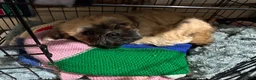 Mixed Breed dogs for sale: Dog needs to go ASAP in Derby - Advert 3