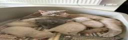 British Shorthair cats for sale: Ready to leave stunning kittens  - Advert 9