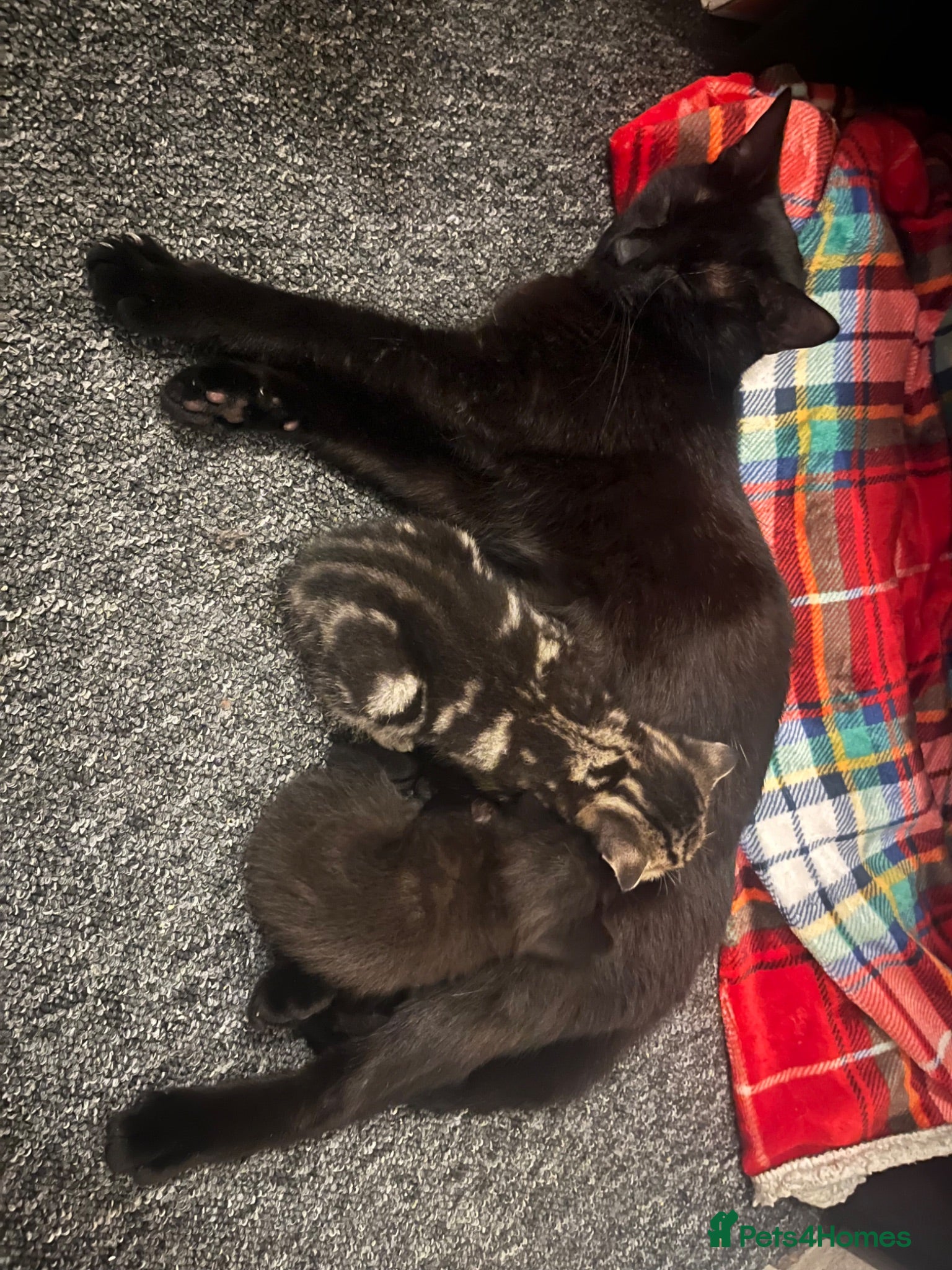 Bengal cats Beautiful Bengal cross Kittens for sale - Advert 12