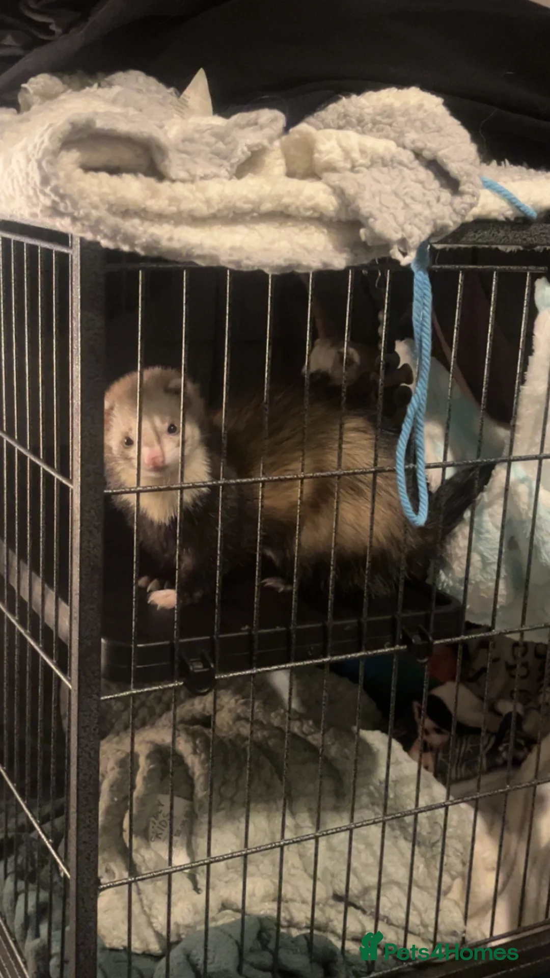 Ferret rodents for sale: Minki and Salem  - Advert 2