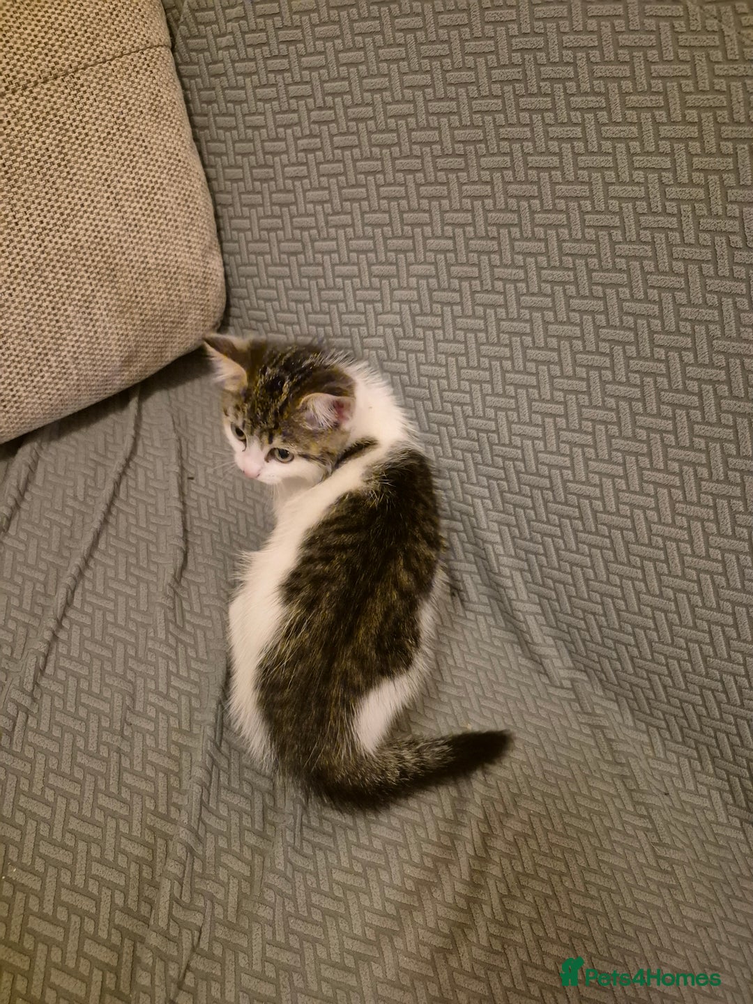 Mixed Breed cats for sale: Cute kitten for sale - Advert 4