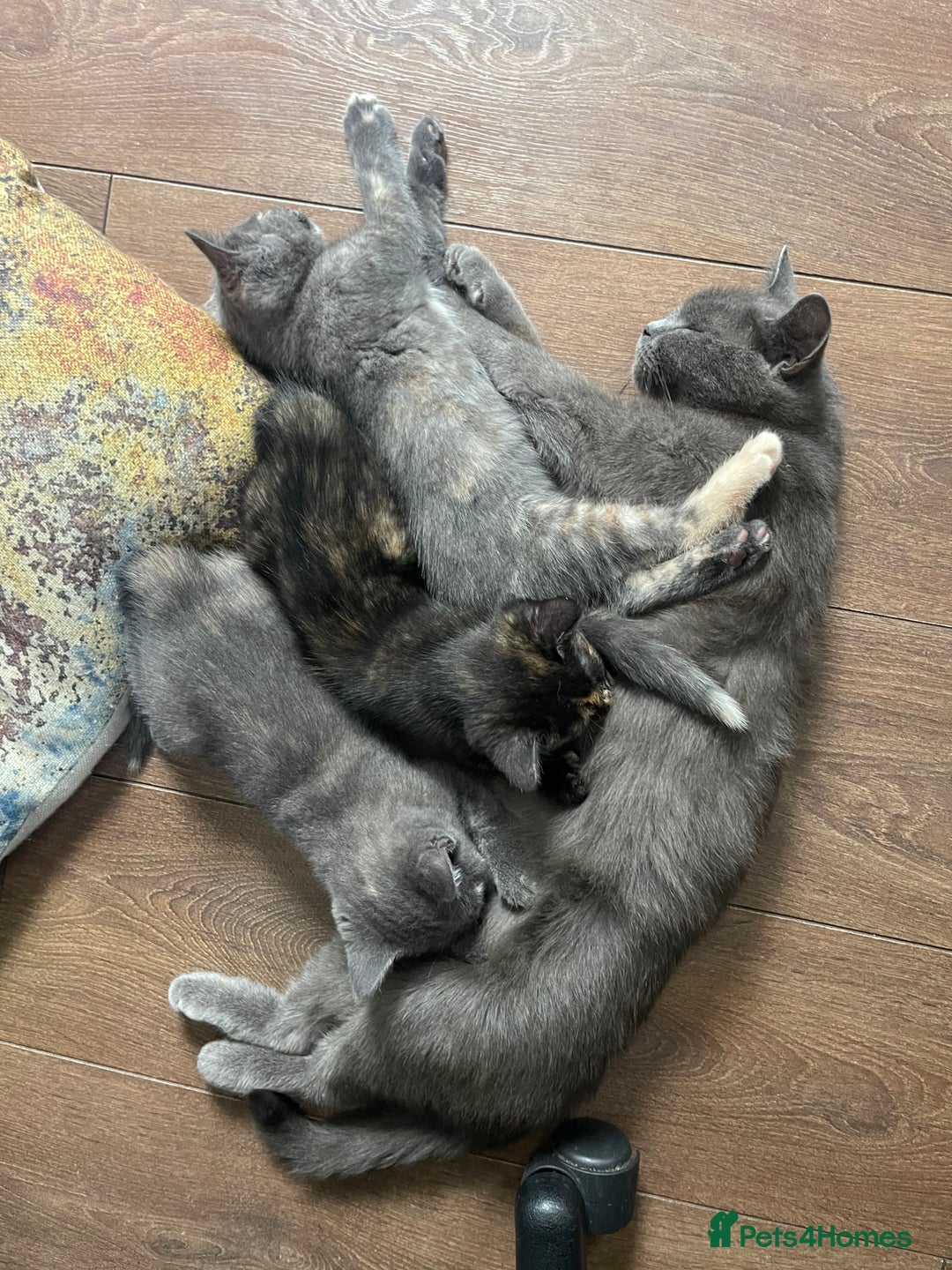 British Shorthair cats for sale: British Short hair Kittens - Image 6
