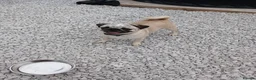 Pug dogs for sale: KC Registered Female Merle Pug Carries Pink - Advert 11