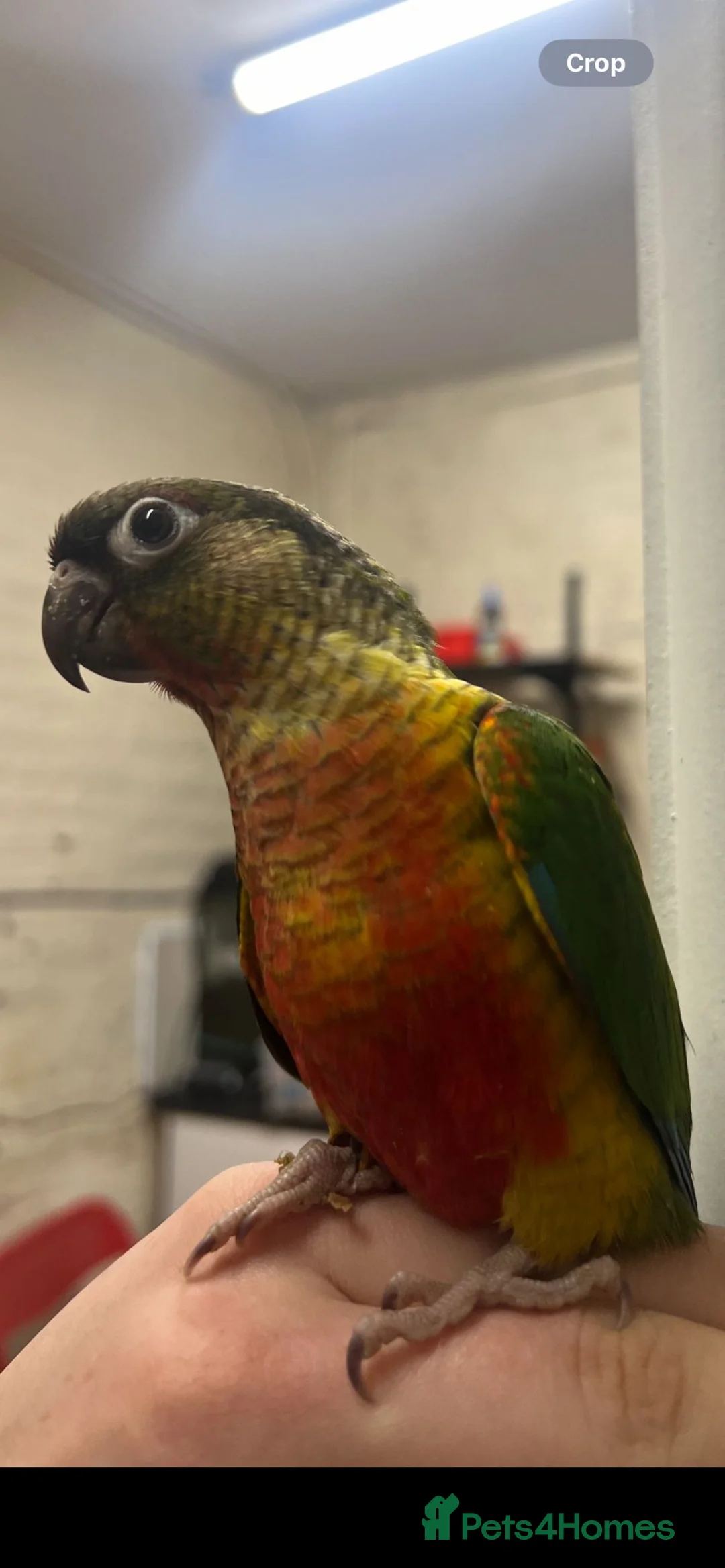 Parrots birds for sale: Parrots/ Parakeets Available  - Advert 34