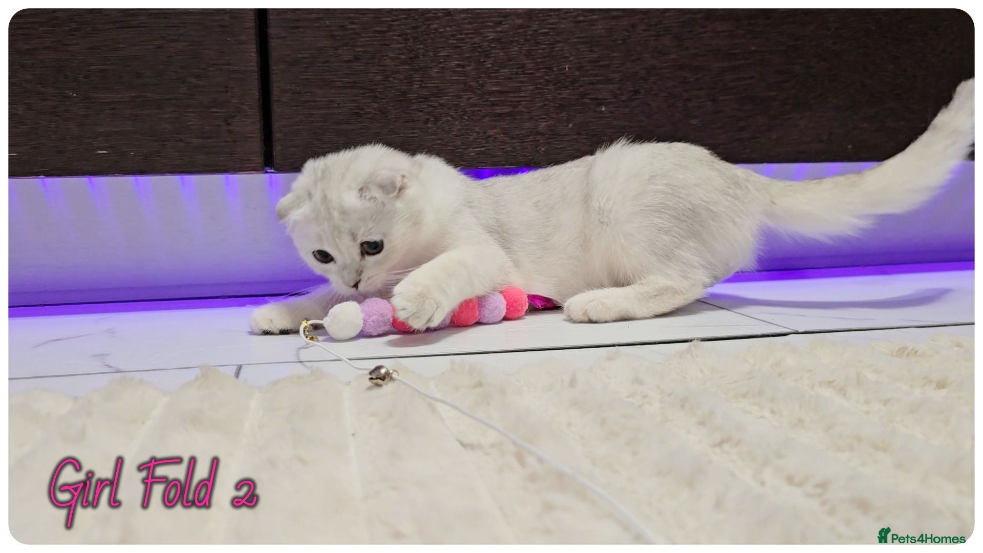 Scottish Fold cats Scottish Fold Kittens - Advert 1