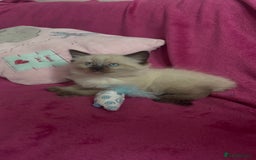 Ragamese cats for sale: Ragamese - Ragdoll x Siamese adorable kittens  - Image 26