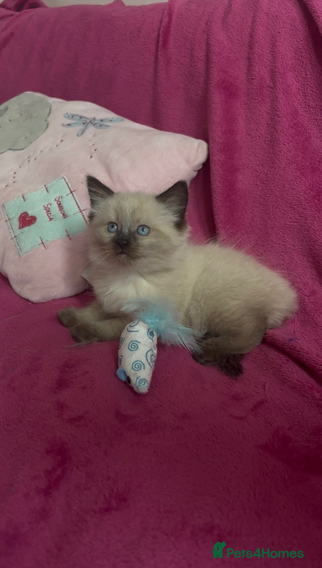 Ragamese cats for sale: Ragamese - Ragdoll x Siamese adorable kittens  - Image 26