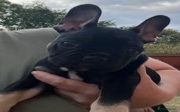 French Bulldog dogs for sale: Beautiful tiny girl Frenchie  - Image 14