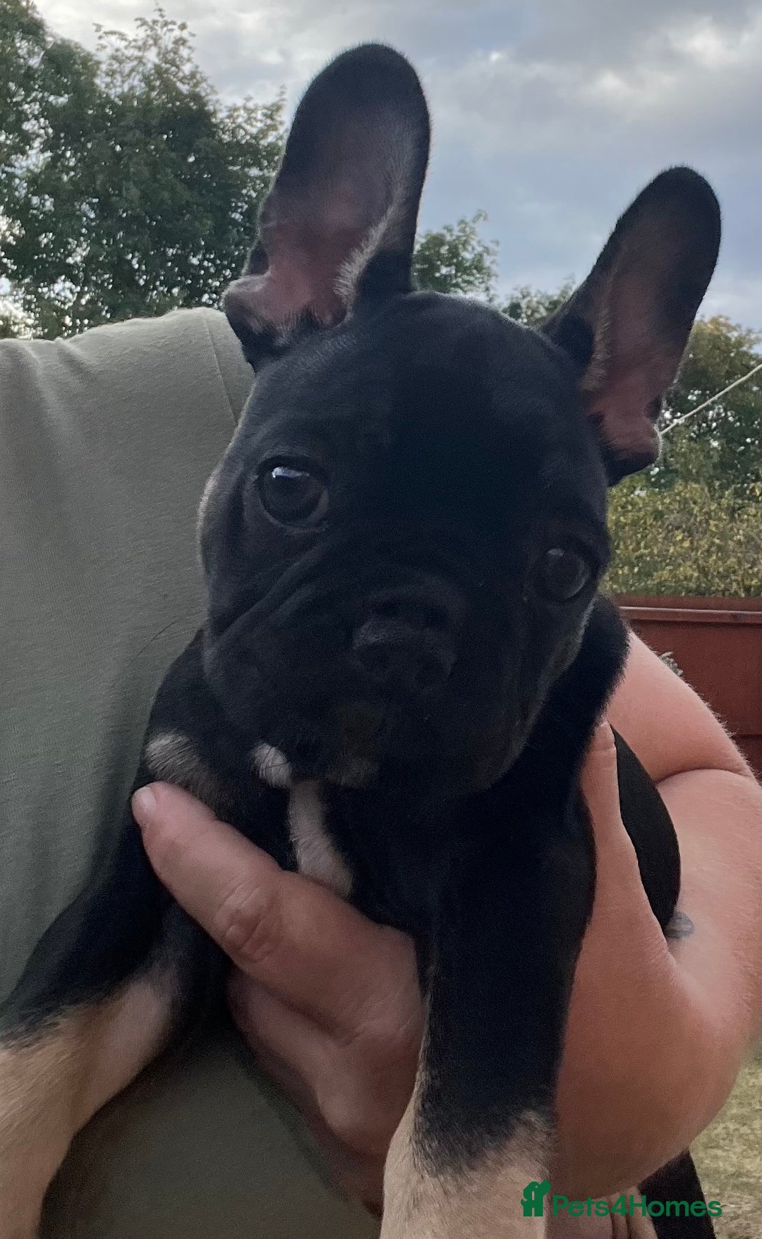 French Bulldog dogs for sale: Beautiful tiny girl Frenchie  - Image 14