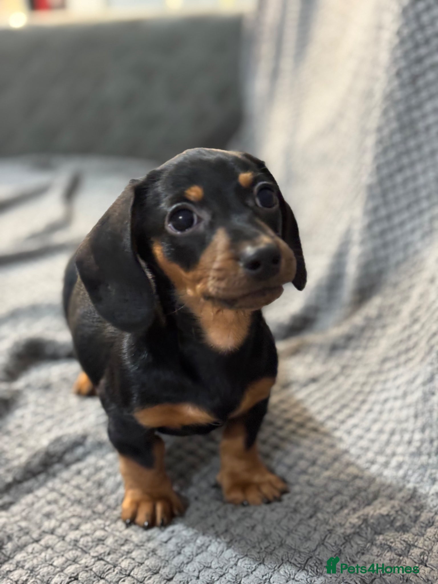 Miniature Dachshund dogs Miniature dachshunds  - Advert 14