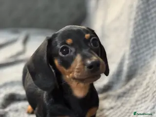 Miniature Dachshund dogs Miniature dachshunds - Advert 14
