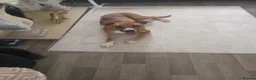 Mixed Breed dogs for sale: Lenny in Boston - Advert 2