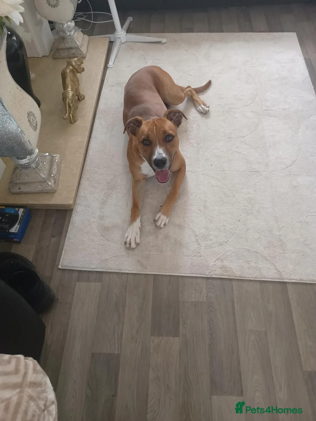 Mixed Breed dogs for sale: Lenny in Boston - Advert 2