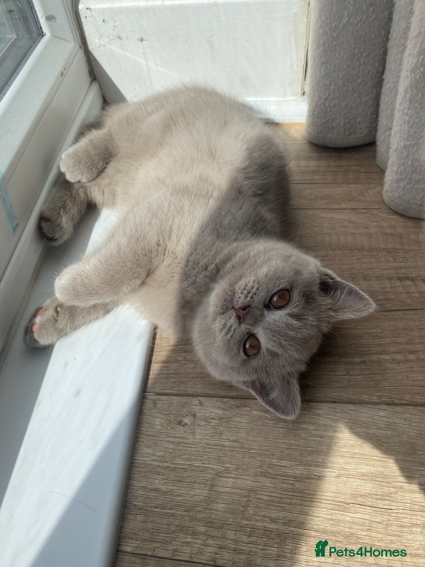 British Shorthair cats ✨Stunning Lilac  British Shorthair GCCF ✨ - Advert 1
