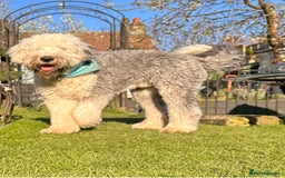 Old English Sheepdog dogs for stud: KC registered Old English Sheepdog for stud in Consett - Image 4