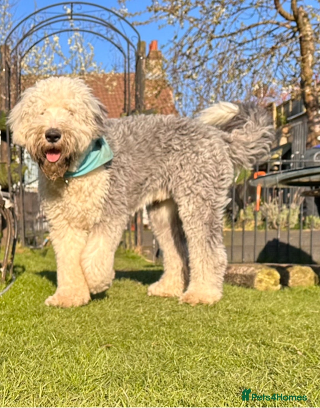 Old English Sheepdog dogs for stud: KC registered Old English Sheepdog for stud in Consett - Image 4