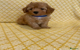 Maltipoo dogs for sale: Beautiful, health tested maltipoos  - Image 17