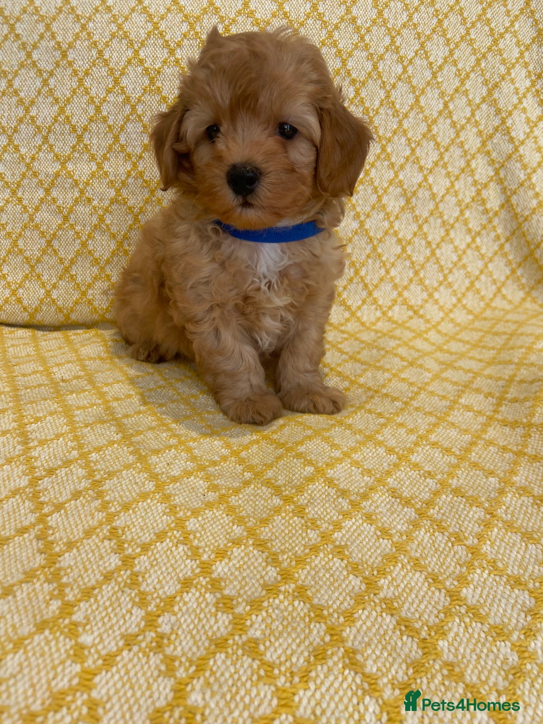 Maltipoo dogs for sale: Beautiful, health tested maltipoos  - Image 17