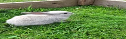 Mini Lop rabbits for sale: Friendly Baby Minilops - Advert 3