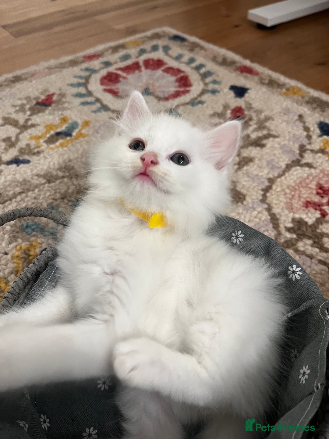 Turkish Angora cats for sale: Turkish Angora Longhair kittens - Advert 24