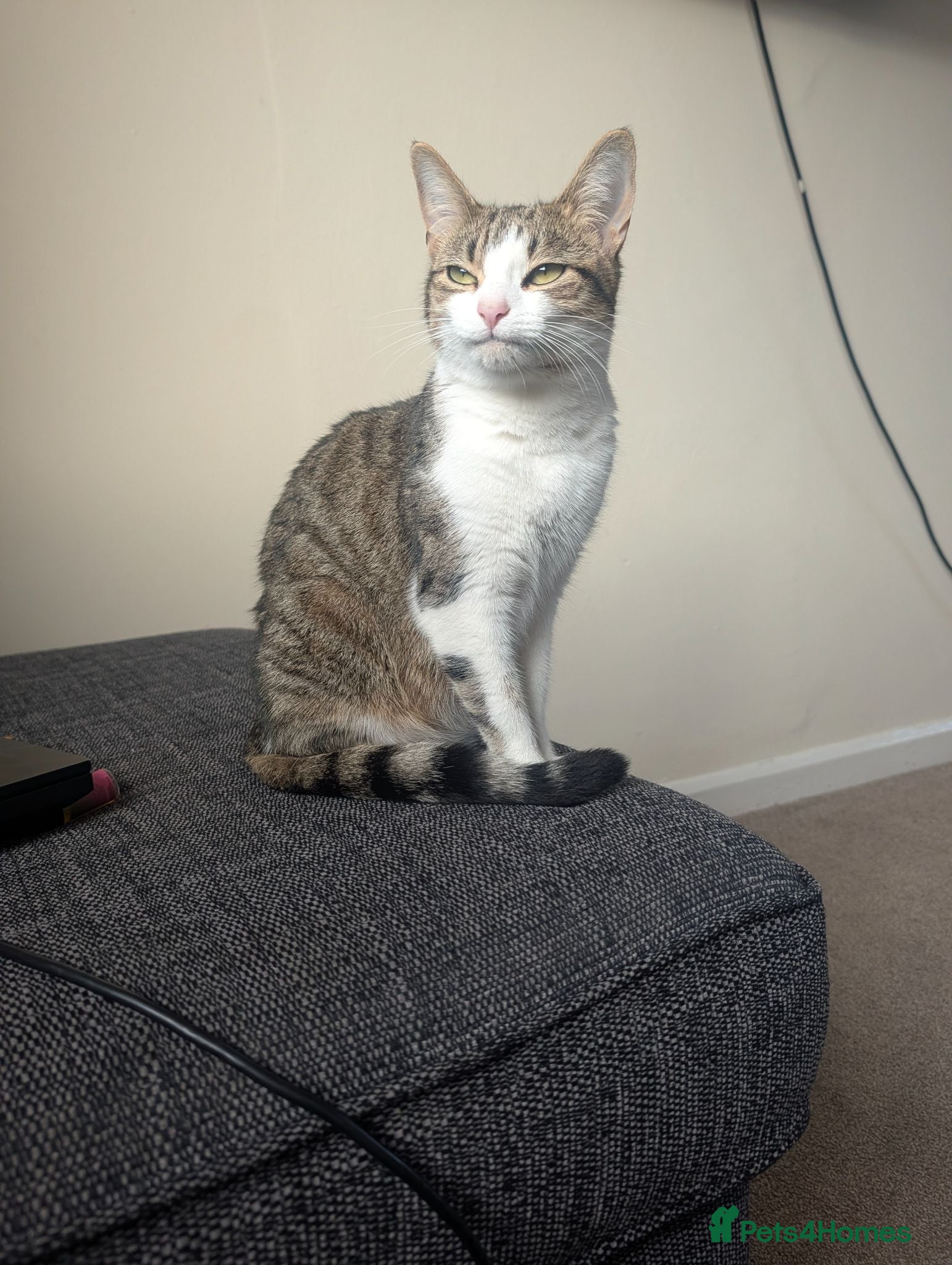 Mixed Breed cats 3 lovely playful friendly kittens  - Advert 2