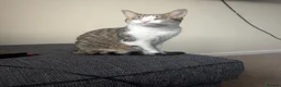 Mixed Breed cats for sale: 3 lovely playful friendly kittens  in Chichester - Advert 1
