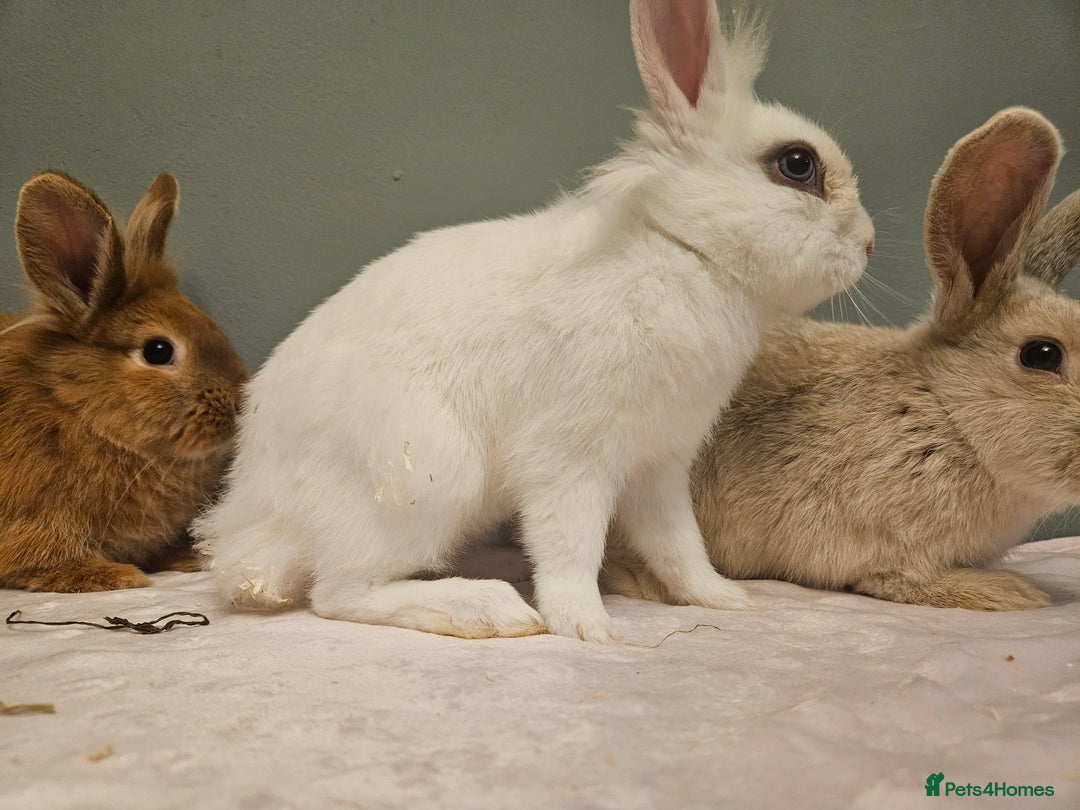 Lionhead rabbits for sale: Lion head x **2 left ready now - Advert 10