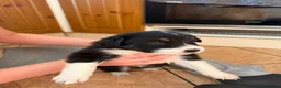Border Collie dogs for sale: Border collie pups for sale in Barnsley - Advert 11