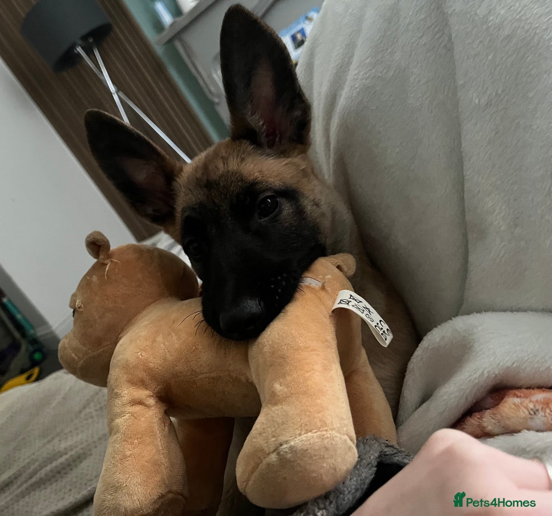 Belgian Shepherd Dog dogs for sale: LOLA - 15wk Belgian Malinois - Advert 5