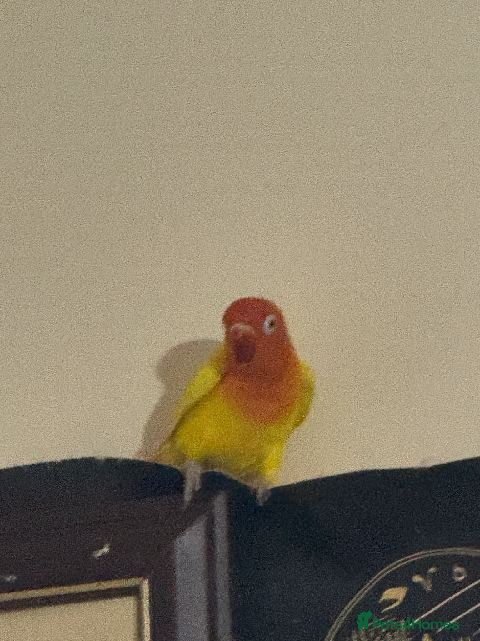 Lovebirds birds Mango male love bird  - Advert 2