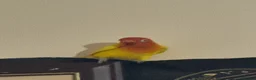 Lovebirds birds for sale: Mango male love bird  - Advert 2