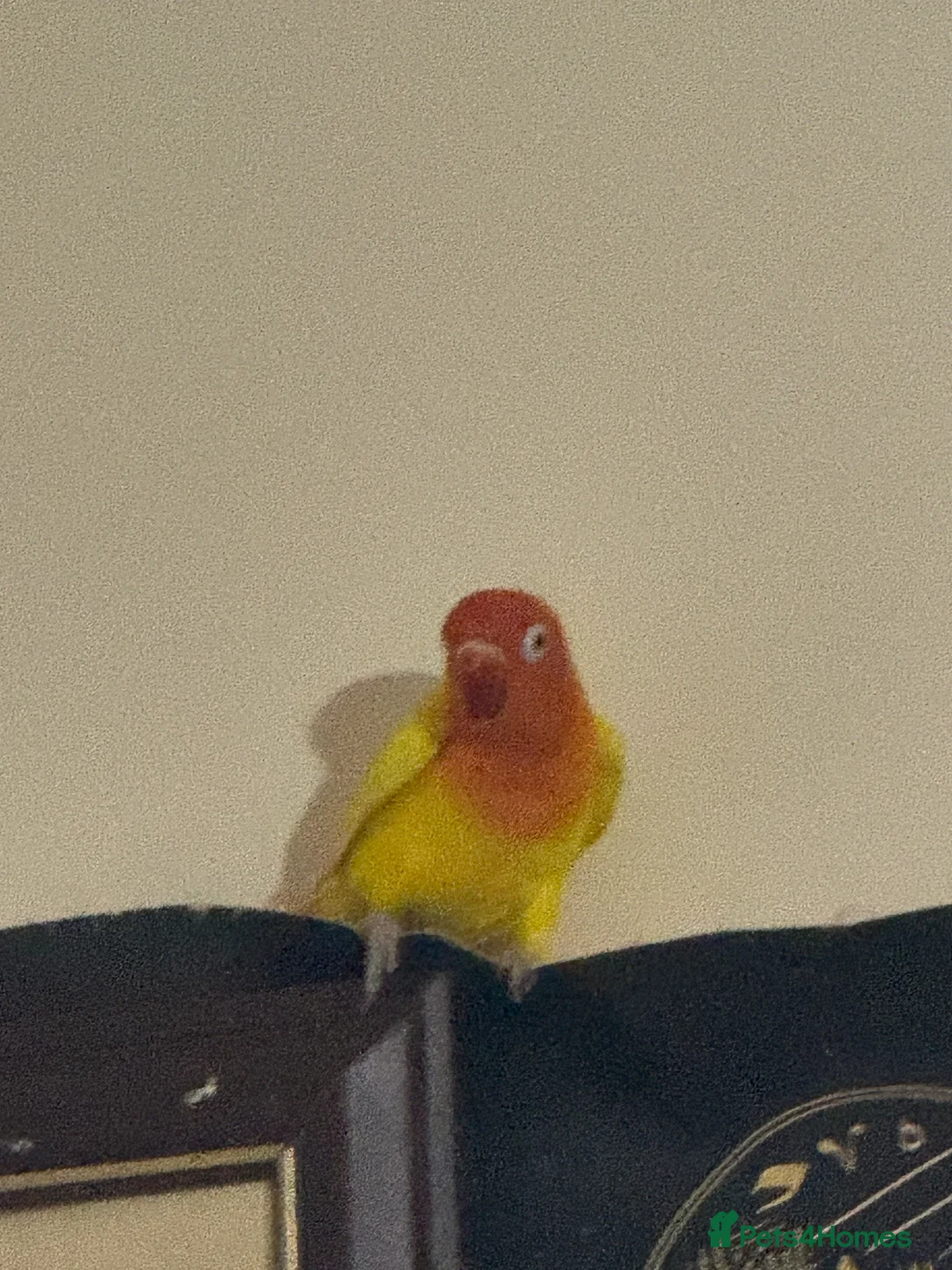 Lovebirds birds for sale: Mango male love bird  - Advert 2