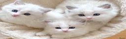 Ragdoll cats for sale: READY NOW ***** INDOOR PEDIGREE RAGDOLL KITTENS - Advert 15