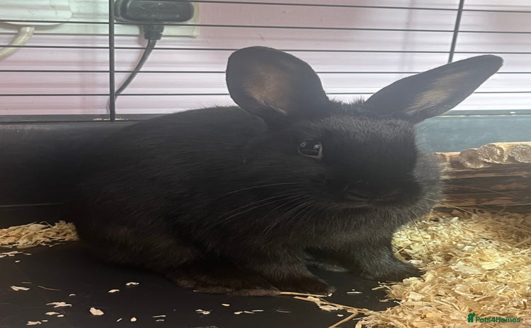 Mixed Breed rabbits - Advert 2