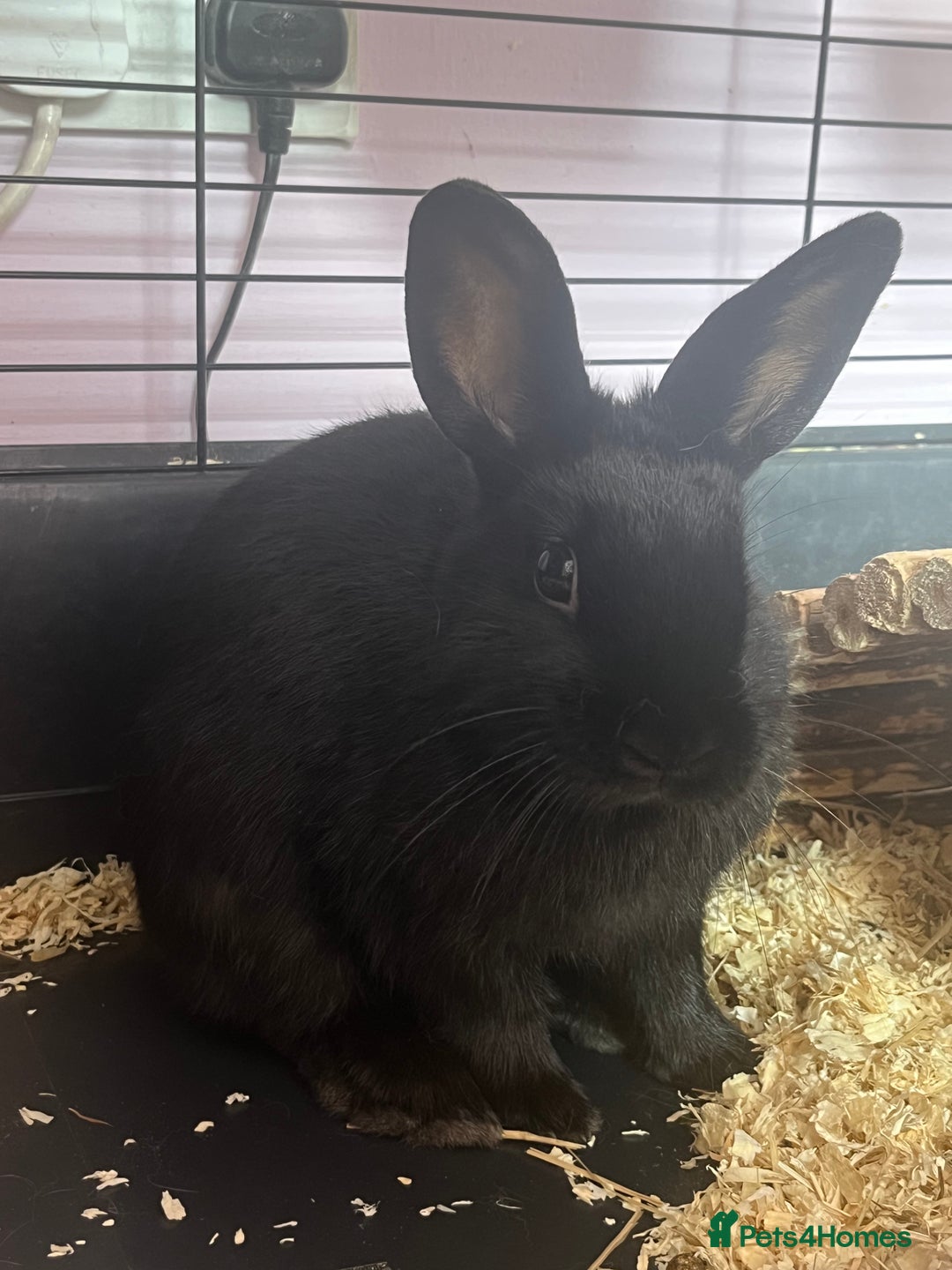 Mixed Breed rabbits for sale: Lana & Luna 🐰🤎🖤 - Image 1