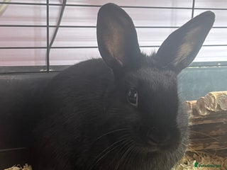 Mixed Breed rabbits for sale - Advert 1