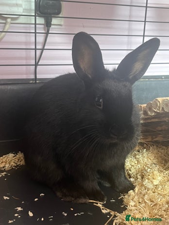 Mixed Breed rabbits Lana & Luna 🐰🤎🖤 - Advert 5