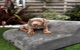 Miniature Dachshund dogs for sale: 💗 READY TO LEAVE - K.C MINIATURE DACHSHUND 💗 - Image 25