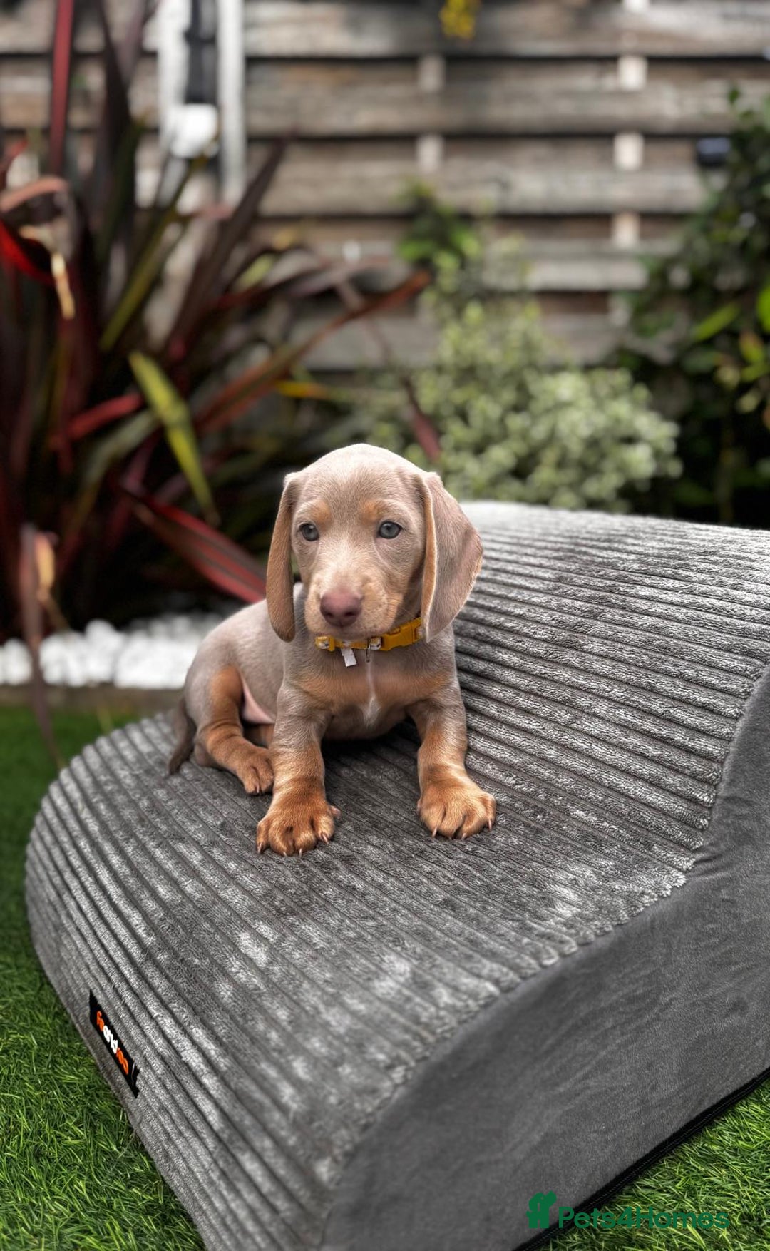 Miniature Dachshund dogs for sale: 💗 READY TO LEAVE - K.C MINIATURE DACHSHUND 💗 - Image 25