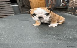 English Bulldog dogs for sale: KC REG AMAZING LITTER OF BRITISH BULLDOGS - Image 2