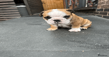 English Bulldog dogs - Advert 1