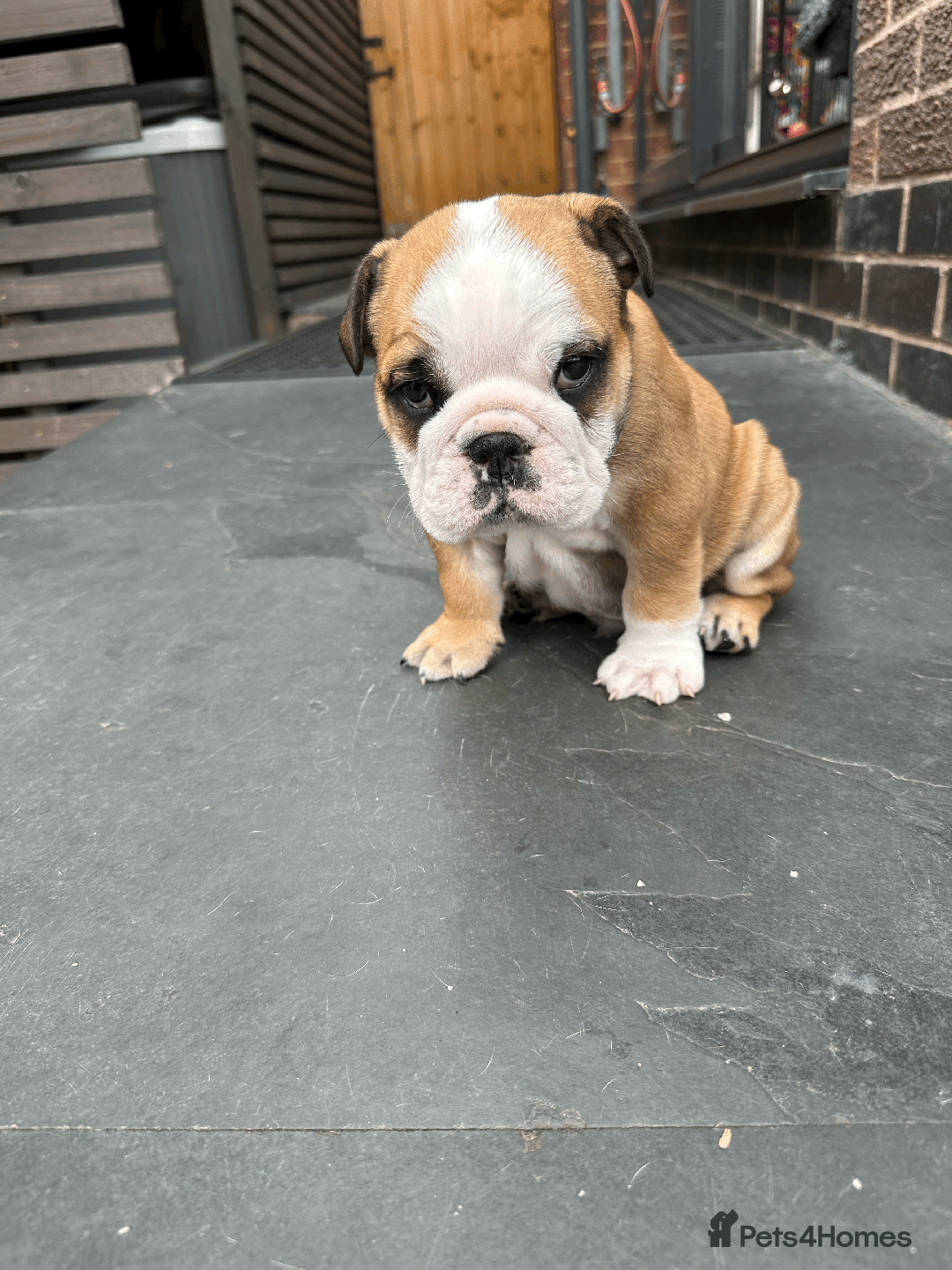 English Bulldog dogs for sale: KC REG AMAZING LITTER OF BRITISH BULLDOGS - Image 2